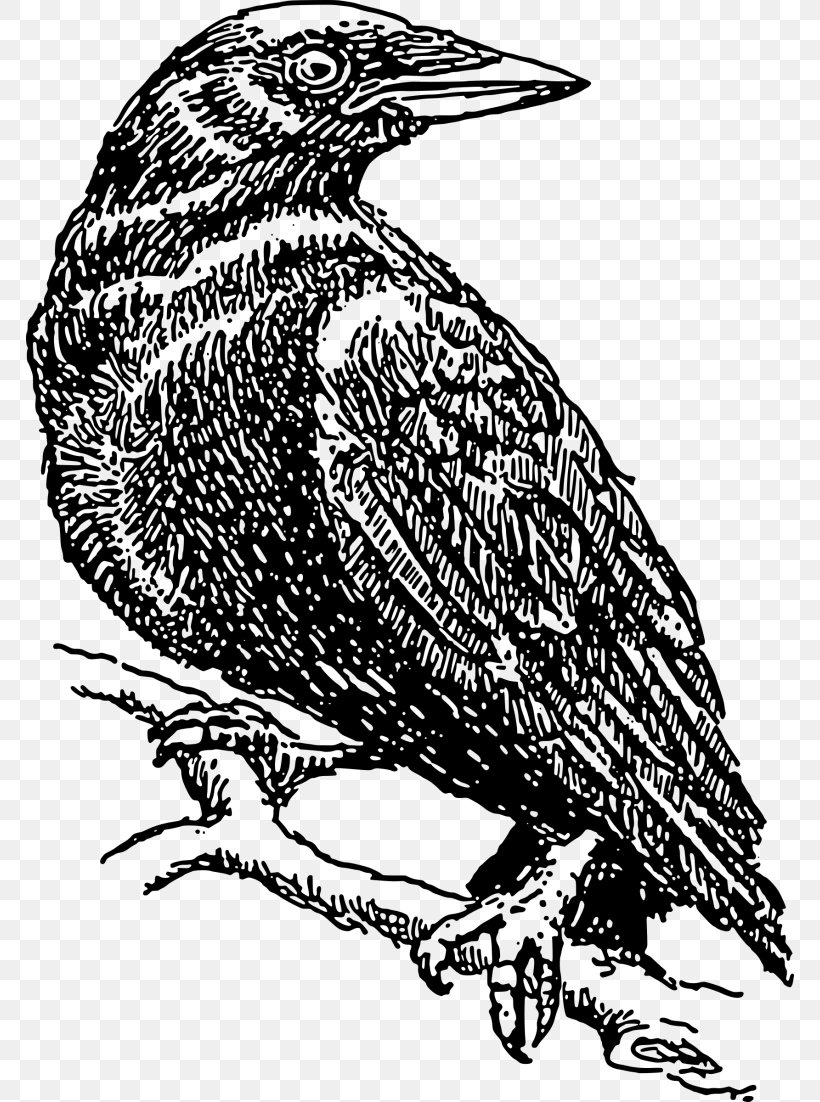 Common Raven Crow Clip Art, PNG, 768x1102px, Common Raven, Beak, Bird, Bird Of Prey, Black And White Download Free