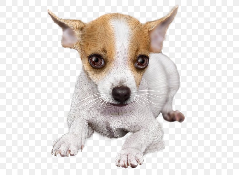 Chihuahua Toy Fox Terrier Tenterfield Terrier Miniature Fox Terrier Puppy, PNG, 550x600px, Chihuahua, Animal, Breed, Canidae, Carnivore Download Free