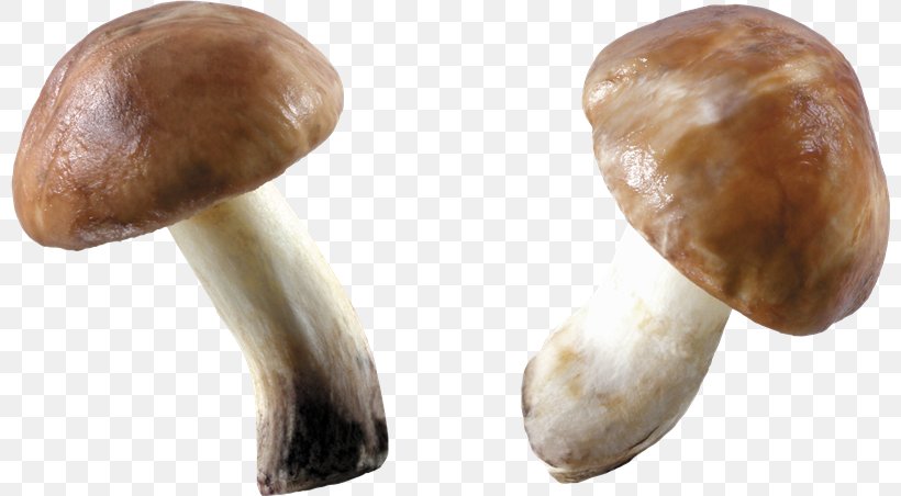 Edible Mushroom Fungus, PNG, 800x452px, Mushroom, Edible Mushroom, Fungus, Image Resolution, Ingredient Download Free