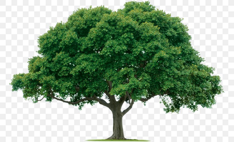 Evergreen Tree Care Arborist Forest, PNG, 756x499px, Evergreen, Arbor Day, Arborist, Branch, Camphor Tree Download Free