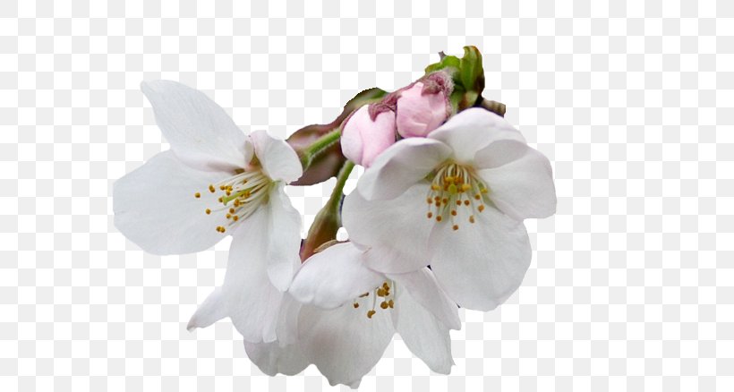 Flower Helleborus Niger, PNG, 588x438px, Flower, Blossom, Branch, Cherry Blossom, Christmas Download Free