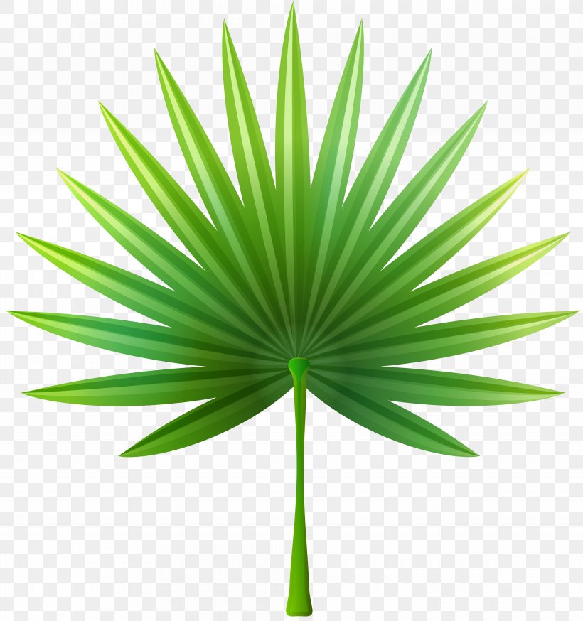 Leaf Clip Art, PNG, 7503x8000px, Leaf, Arecales, Grass, Green, Palm Tree Download Free