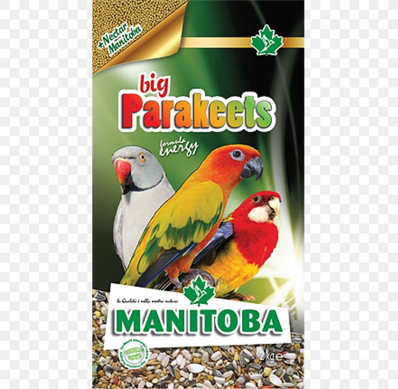 Amazon Parrot Bird Parakeet Domestic Canary, PNG, 800x800px, Parrot, Advertising, Amazon Parrot, Atlantic Canary, Beak Download Free