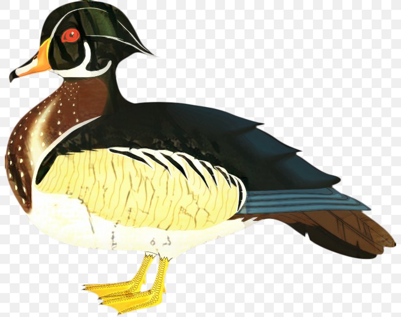 Clip Art Vector Graphics Duck Illustration, PNG, 800x649px, Duck, Beak, Bird, Ducks Geese And Swans, Goose Download Free