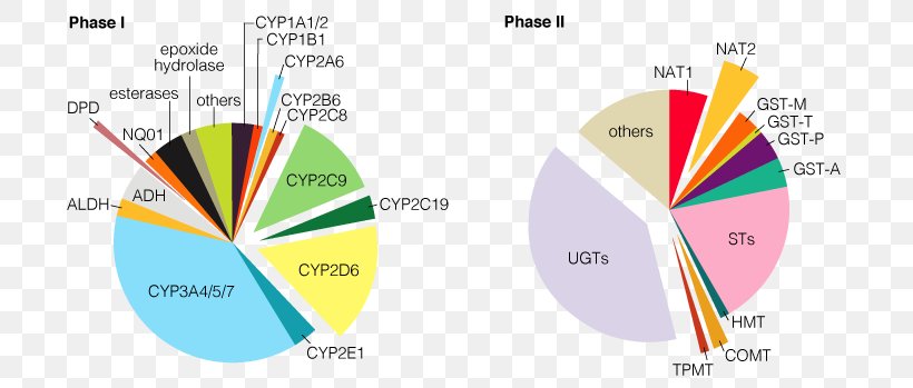 Cytochrome P450 Drug Metabolism Enzyme Flavin-containing Monooxygenase, PNG, 720x349px, Cytochrome P450, Area, Brand, Cytochrome, Detoxification Download Free