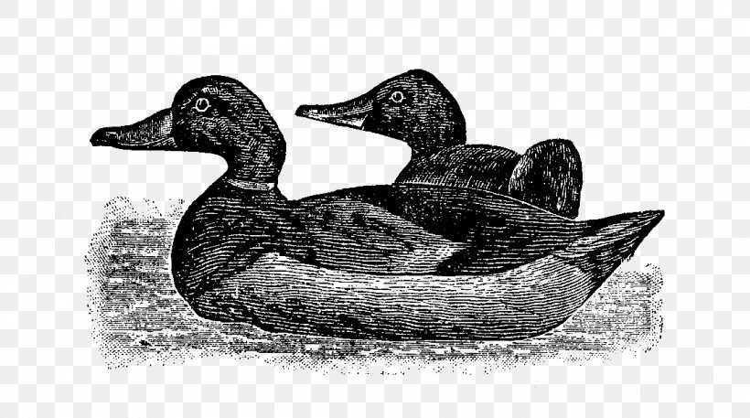 Mallard Goose Duck Fauna Beak, PNG, 1106x617px, Mallard, Beak, Bird, Black And White, Duck Download Free