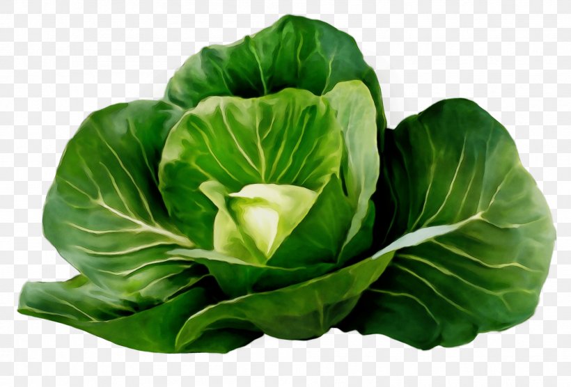Cabbage Green Flower Leaf Leaf Vegetable, PNG, 1901x1291px, Watercolor, Cabbage, Cruciferous Vegetables, Flower, Green Download Free