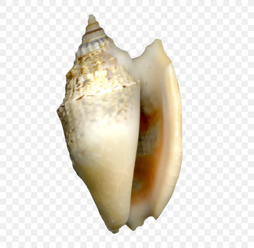 Cockle Sea Snail Seashell Shellfish, PNG, 800x800px, Cockle, Clam, Clams Oysters Mussels And Scallops, Conch, Conchology Download Free