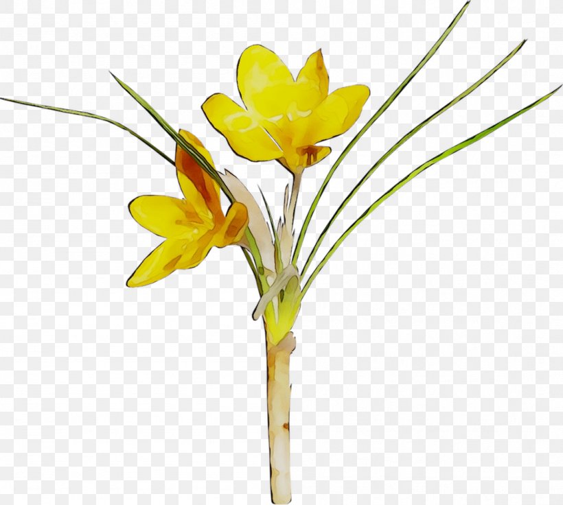 Cut Flowers Crocus Floral Design Dog, PNG, 1102x990px, Flower, Amaryllis Family, Artificial Flower, Autumn, Botany Download Free