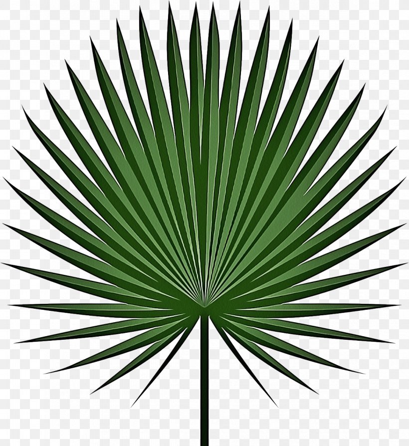 Palm Tree Background, PNG, 1173x1280px, Palm Trees, Arecales, Borassus, Borassus Flabellifer, Fanleaved Palms Download Free