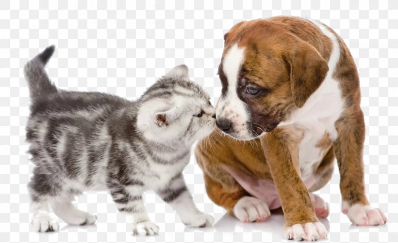 Puppy Kitten Dog Cat Pet, PNG, 1200x736px, Puppy, Carnivoran, Cat, Cat Like Mammal, Companion Dog Download Free