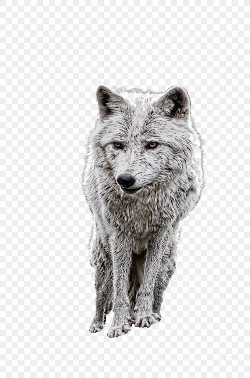 Wolf Drawing, PNG, 900x1360px, Coyote, Blackandwhite, Dog, Drawing, Photo Manipulation Download Free