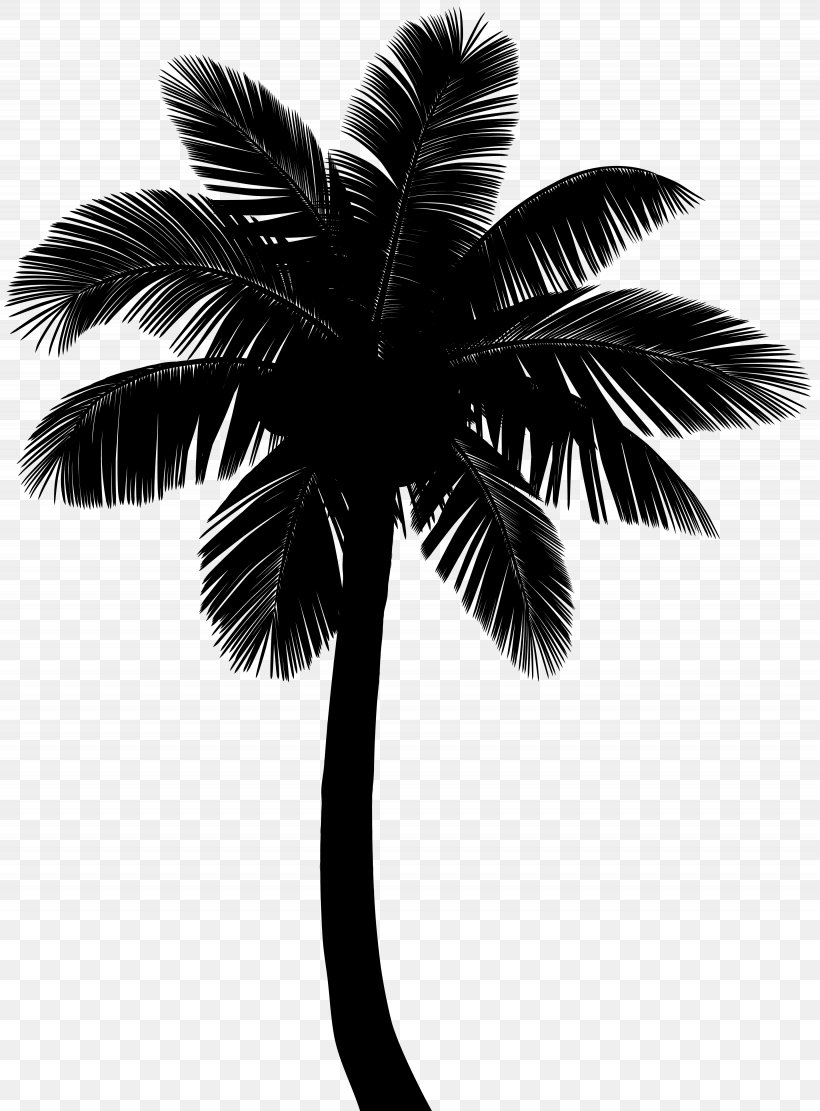 Asian Palmyra Palm Coconut Silhouette Borassus, PNG, 3690x5000px, Asian Palmyra Palm, Arecales, Attalea Speciosa, Black, Blackandwhite Download Free