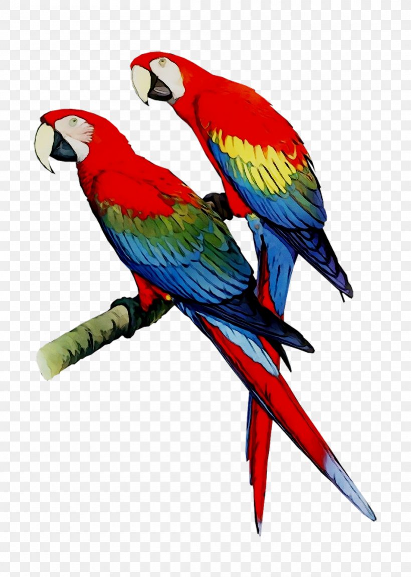 Budgerigar Parrot Macaw Cross-stitch Loriini, PNG, 1100x1544px, Budgerigar, Beak, Bird, Budgie, Crossstitch Download Free