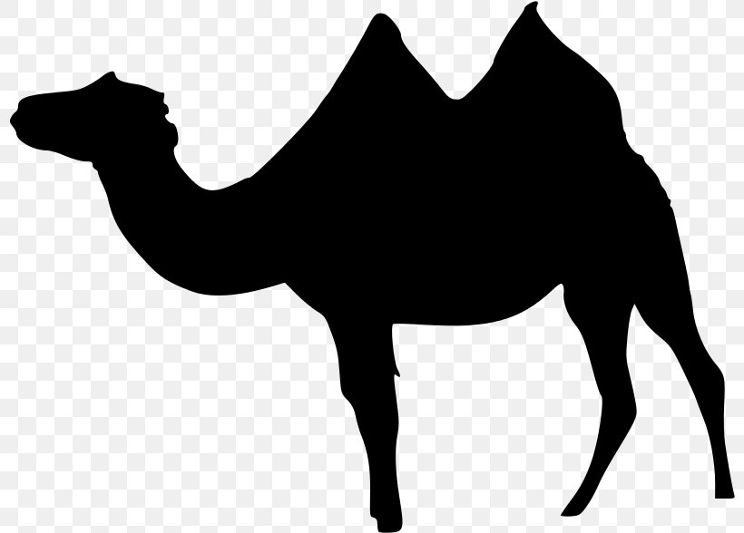 Dromedary Bactrian Camel Llama Wadi Rum Clip Art, PNG, 800x588px, Dromedary, Arabian Camel, Bactrian Camel, Black And White, Camel Download Free