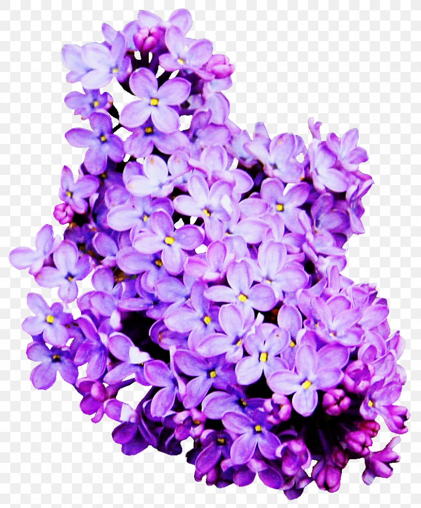 Lilac Clip Art, PNG, 846x1020px, Lilac, Annual Plant, Cut Flowers, Floral Design, Flower Download Free