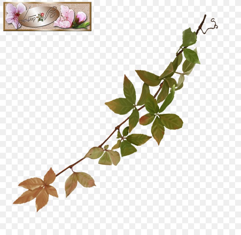 Twig Flowering Plant Plant Stem Leaf, PNG, 800x800px, Twig, Branch, Flower, Flowering Plant, Leaf Download Free
