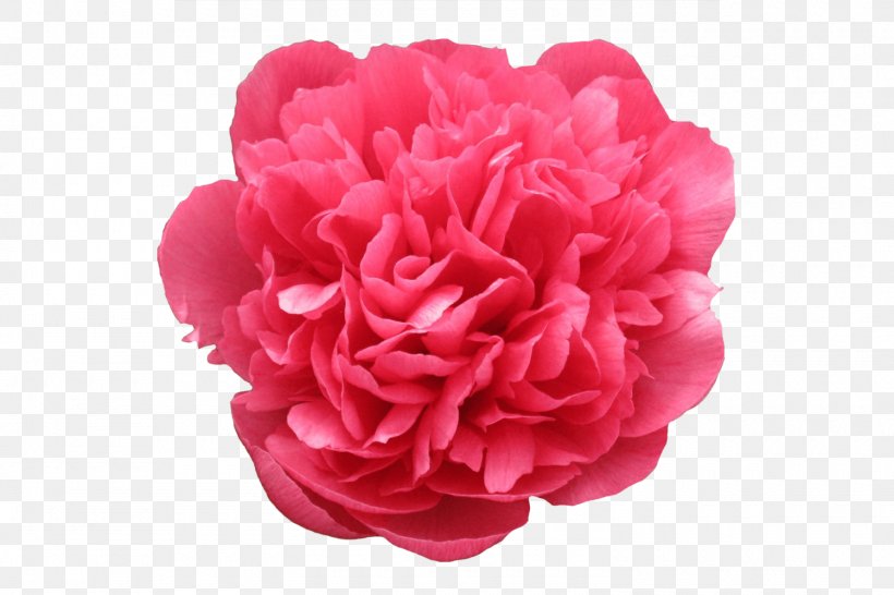 Garden Roses Peony Cut Flowers, PNG, 1500x1000px, Garden Roses, Cabbage Rose, Carnation, Cultivar, Cut Flowers Download Free