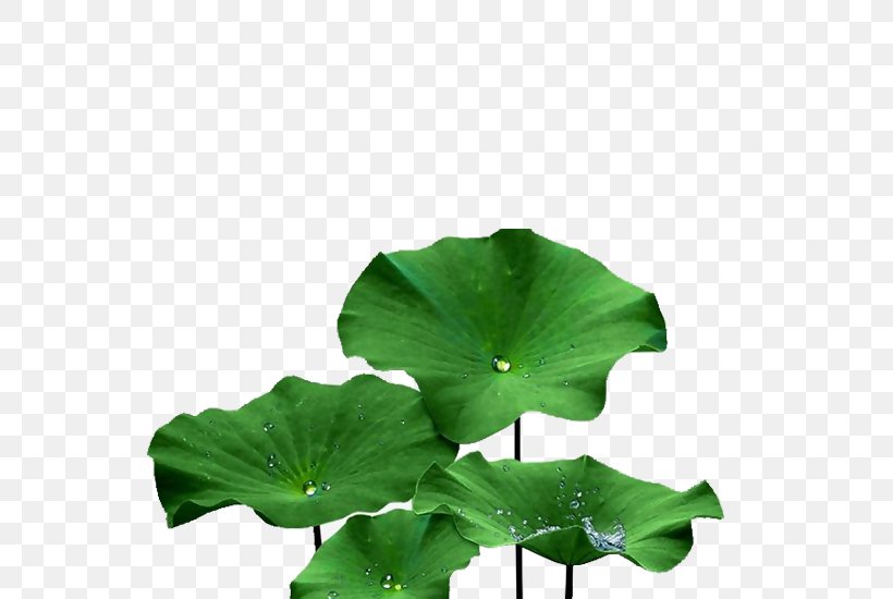 Image Sacred Lotus Design, PNG, 550x550px, Sacred Lotus, Aquatic Plant, Flower, Grass, Green Download Free
