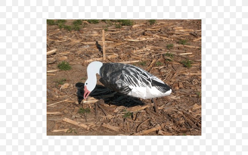 Snow Goose Duck Decoy Canada Goose, PNG, 512x512px, Goose, Anseriformes, Beak, Bird, Canada Goose Download Free
