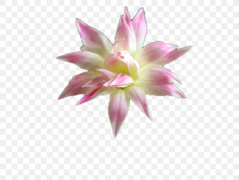 Water Lilies Pygmy Water-lily Nelumbo Nucifera, PNG, 999x751px, Water Lilies, Amaryllis Belladonna, Flora, Flower, Flowering Plant Download Free