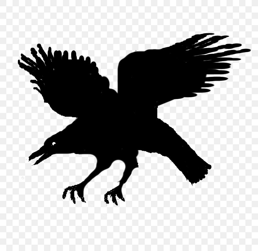 Eagle Silhouette Character Beak, PNG, 800x800px, Eagle, Beak, Bird, Bird Of Prey, Black Download Free