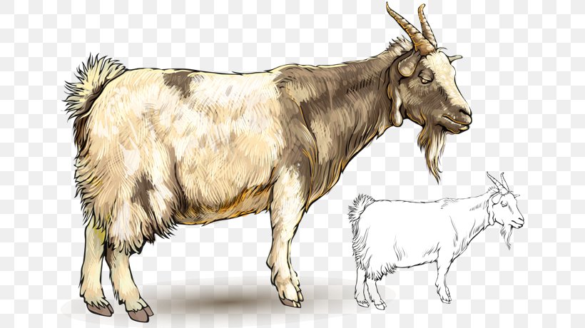 Goat Sheep, PNG, 650x460px, Goat, Animal, Cartoon, Cattle Like Mammal, Cow Goat Family Download Free