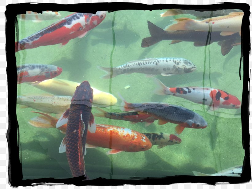 Koi Provence Fish Pond Hotel, PNG, 1600x1200px, Koi, Animal, Biology, Breakfast, Ecosystem Download Free