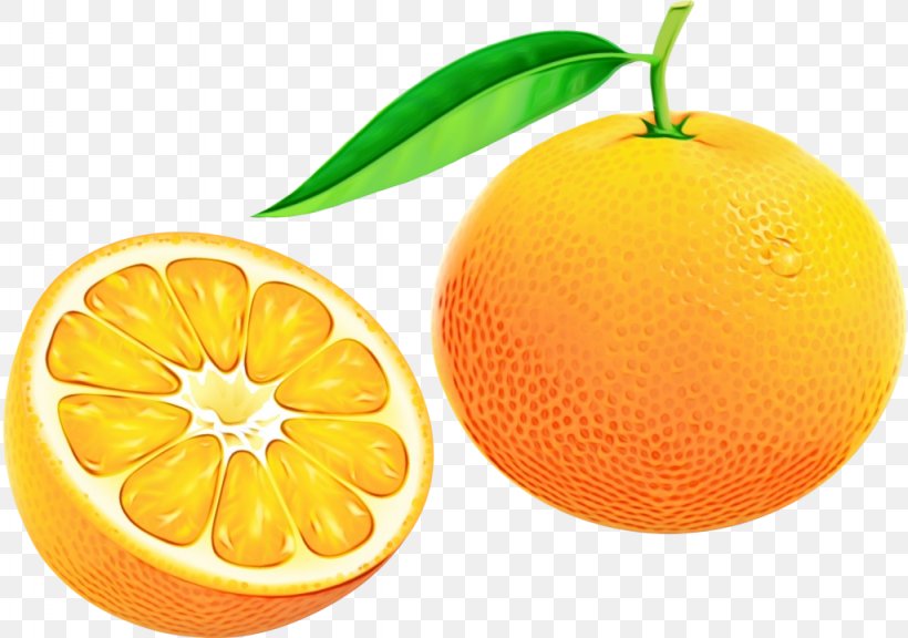 Orange, PNG, 1024x720px, Watercolor, Bitter Orange, Citrus, Fruit, Grapefruit Download Free