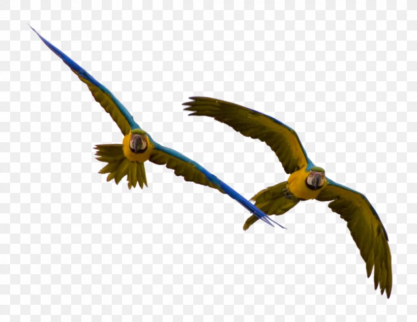 Parrot Bebop 2 Bird Macaw, PNG, 1015x786px, Parrot, Accipitriformes, Animal, Animation, Beak Download Free