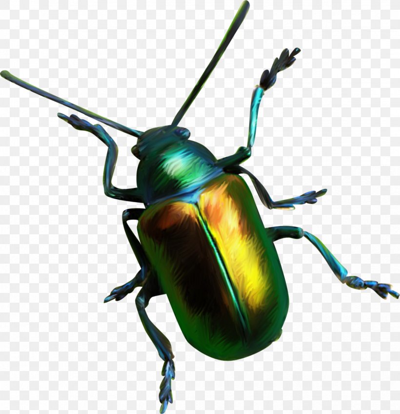 Scarabs Download, PNG, 1237x1280px, Scarabs, Animal, Arthropod, Beetle, Cartoon Download Free