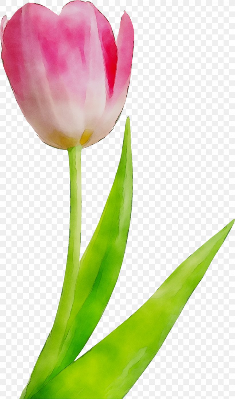 Tulip Flower Bouquet Centerblog Dostavka Tsvetov, PNG, 907x1537px, Tulip, Blog, Botany, Bud, Centerblog Download Free