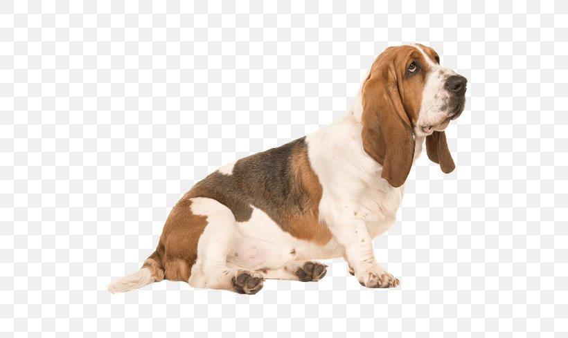 Basset Hound Puppy Greyhound Dachshund, PNG, 567x489px, Basset Hound, Breed, Carnivoran, Companion Dog, Dachshund Download Free