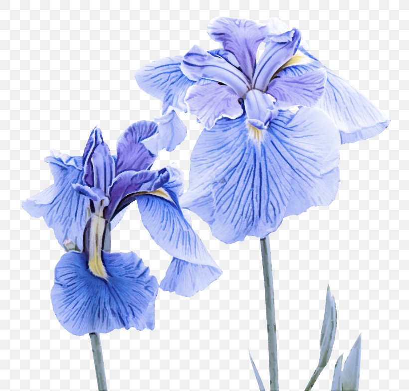 Flowering Plant Blue Flower Petal Plant, PNG, 800x783px, Flowering Plant, Blue, Cut Flowers, Flower, Iris Download Free