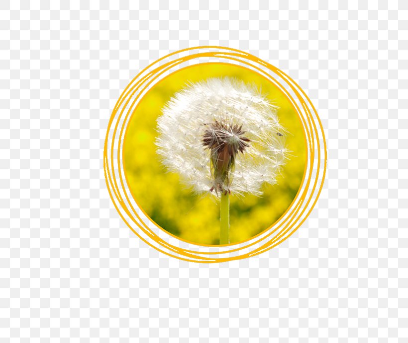 Honey Bee Common Dandelion Seed Pollen Liver, PNG, 709x691px, Honey Bee, Bee, Common Dandelion, Dandelion, Detoxification Download Free