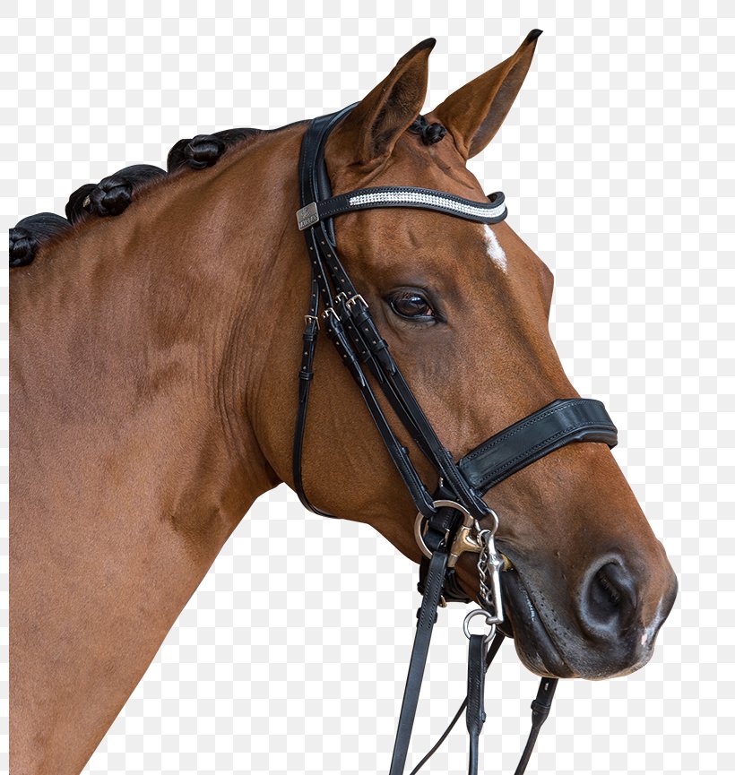 Horse Bridle Halter Saddle Rein, PNG, 800x865px, Horse, Bit, Bridle, Double Bridle, Dressage Download Free