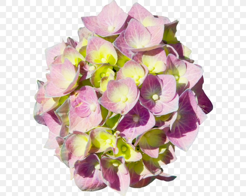 Hydrangea Floral Design Cut Flowers Flower Bouquet, PNG, 600x653px, Hydrangea, Alstroemeriaceae, Cornales, Cut Flowers, Floral Design Download Free