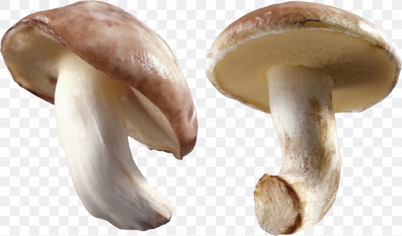 Mushroom Clip Art, PNG, 3568x2094px, Mushroom, Boletus Edulis, Edible Mushroom, Food, Fungiculture Download Free