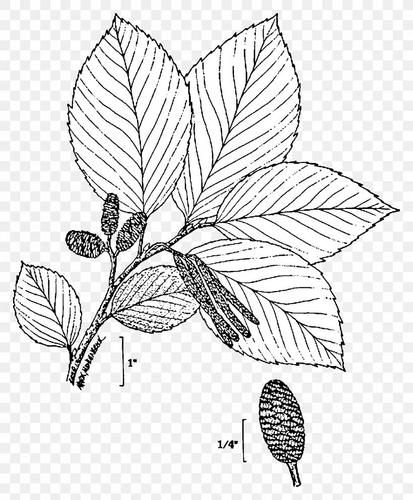 Plant Alnus Glutinosa Alnus Incana Rugosa Tree Alnus Rhombifolia, PNG, 1580x1914px, Plant, Alder, Alnus Glutinosa, Alnus Incana, Alnus Rhombifolia Download Free