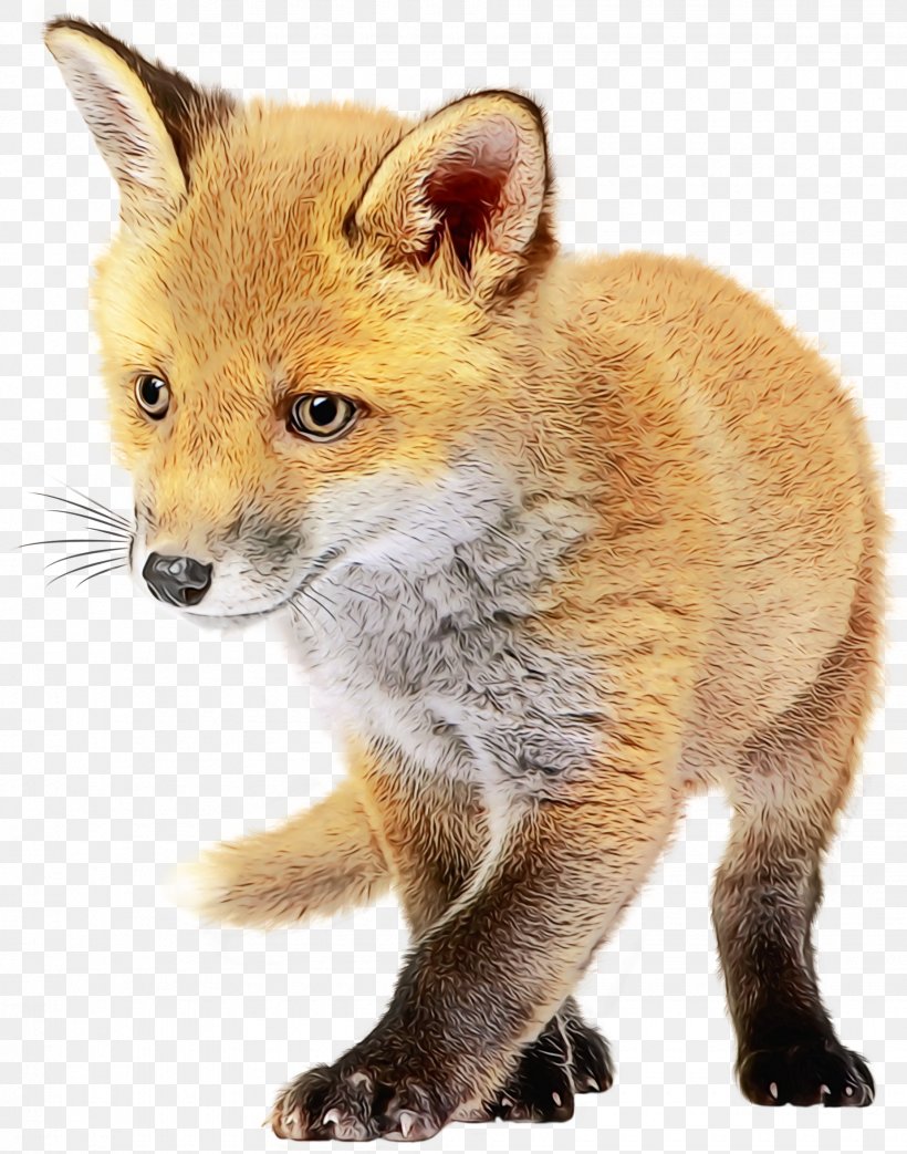 Red Fox Dhole Kit Fox Painting, PNG, 1850x2355px, Watercolor, Animal, Coyote, Dhole, Drawing Download Free