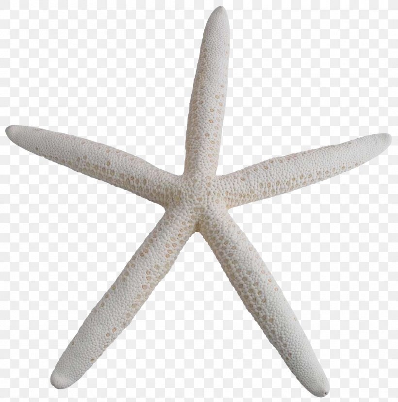 Starfish, PNG, 1065x1077px, Starfish, Echinoderm, Invertebrate, Life, Marine Invertebrates Download Free