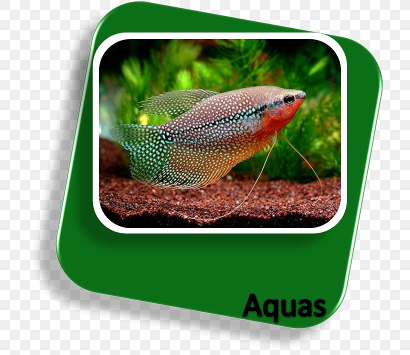 Sagara Aquarium Tropical Fish Aquariums, PNG, 716x710px, Tropical Fish, Angelfish, Aquarium, Aquariums, Cichlid Download Free