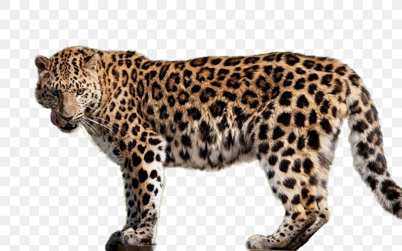 Amur Leopard Felidae Cheetah Jaguar, PNG, 2560x1600px, Jaguar, Amur Leopard, Big Cat, Big Cats, Carnivoran Download Free