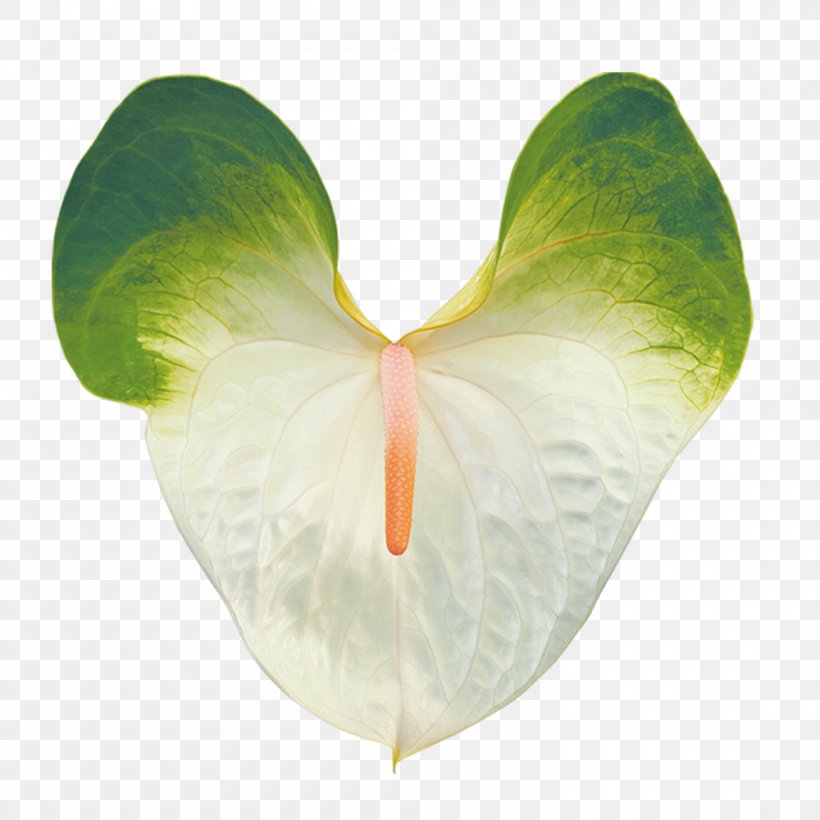 Anthurium Andraeanum Flower Calla Plant Transvaal Daisy, PNG, 1000x1000px, Anthurium Andraeanum, Arum, Ayer Tarim, Bird Of Paradise Flower, Calla Download Free