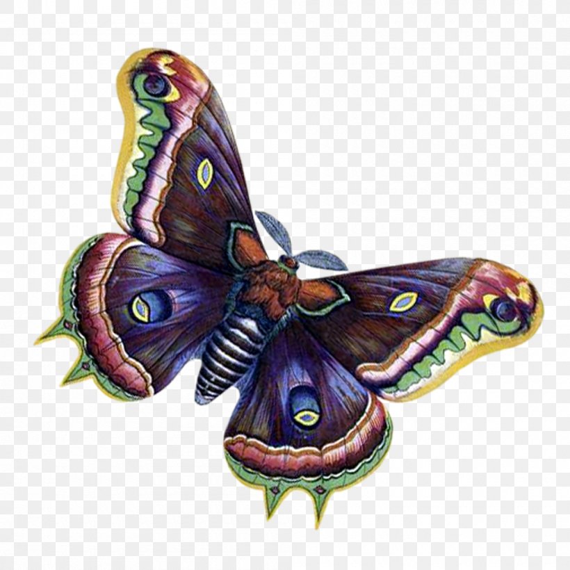 Monarch Butterfly Moth Clip Art Borboleta, PNG, 1000x1000px, Monarch Butterfly, Borboleta, Brush Footed Butterfly, Butterflies And Moths, Butterfly Download Free