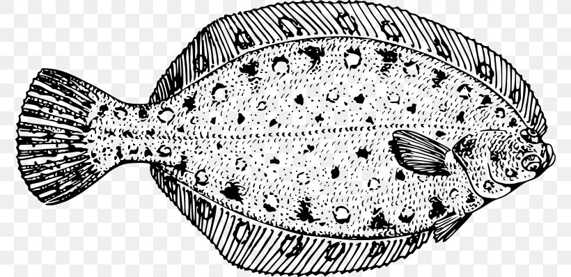 Bering Flounder Drawing Line Art Clip Art, PNG, 776x398px, Flounder, Black And White, Bothidae, Drawing, European Plaice Download Free