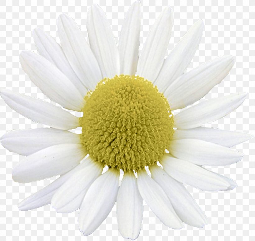 Common Daisy Oxeye Daisy Argyranthemum Frutescens Chrysanthemum Roman Chamomile, PNG, 1200x1137px, Common Daisy, Argyranthemum Frutescens, Aster, Chamaemelum, Chamaemelum Nobile Download Free