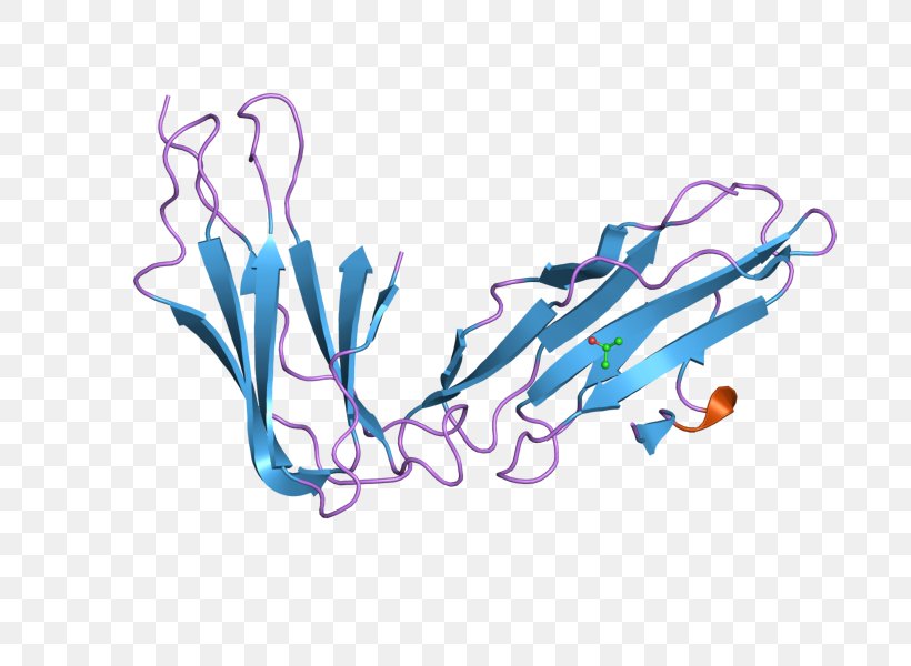 Lilrb2 Leukocyte Immunoglobulin-like Receptors Protein Leukocyte Immunoglobulin-like Receptor, Subfamily B (with TM And ITIM Domains), Member 2, PNG, 800x600px, Protein, Art, Branch, Gene, Homo Sapiens Download Free