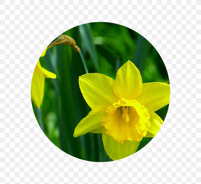 Narcissus Pseudonarcissus Flower Embryophyta Yellow, PNG, 901x822px, Narcissus Pseudonarcissus, Amaryllis, Amaryllis Family, Birth Flower, Bulb Download Free