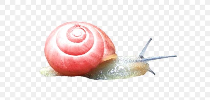 Snail Slime Escargot, PNG, 765x390px, Snail, Cartoon, Escargot, Fruit, Land Snail Download Free